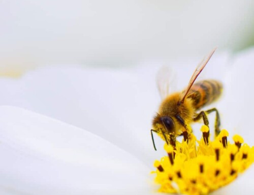 Honey Bee & European Tree Bee Case Studies
