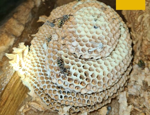 How does a Queen wasp build her nest?