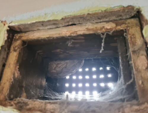 Why do wasps build nests in air vent bricks?
